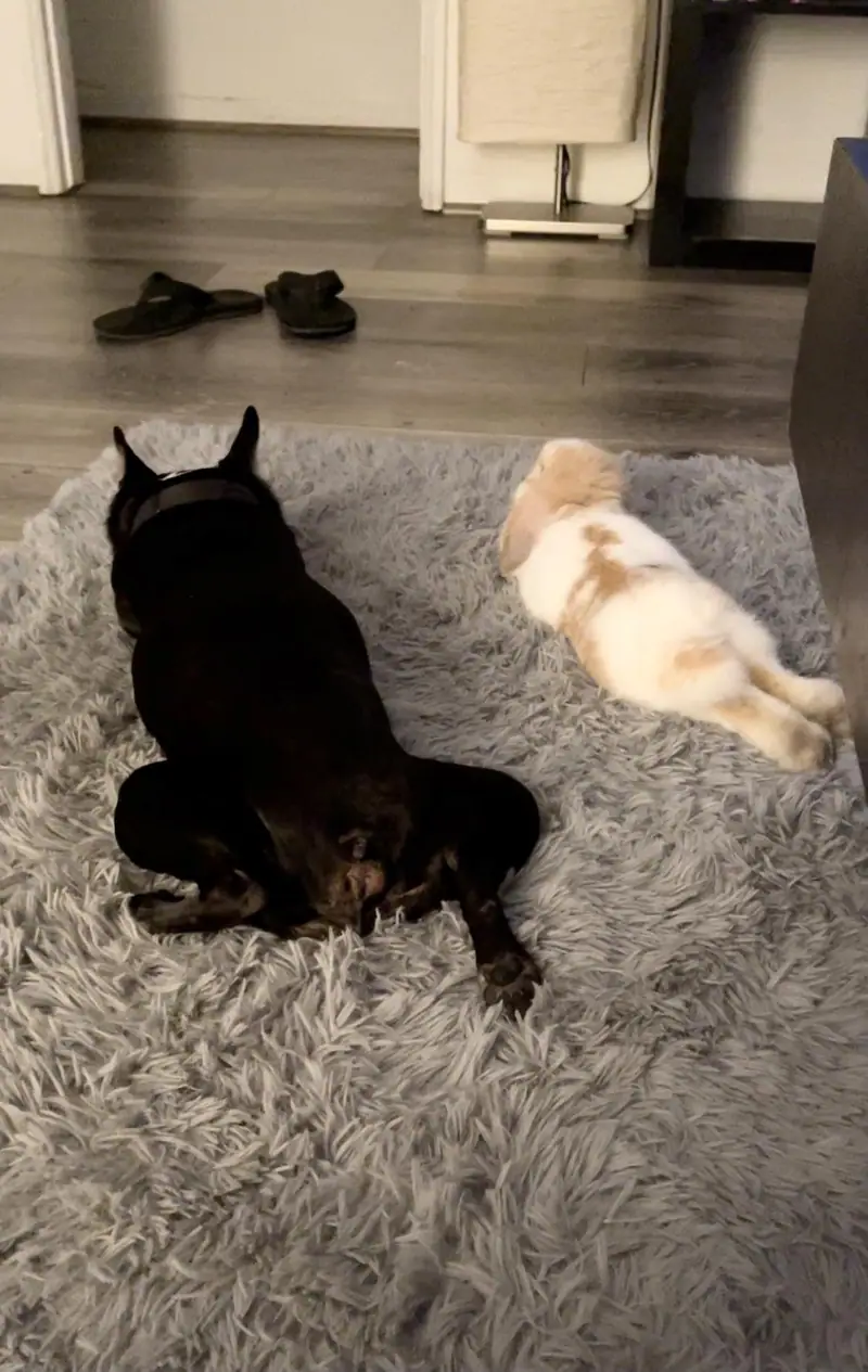Two dogs resting on a gray rug, one black and one fawn/white, Long Beach dog walker