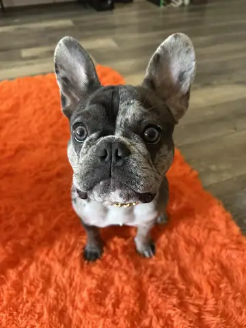 Dark-brindle French bulldog with large ears sitting on an orange blanket, Long Beach dog walker
