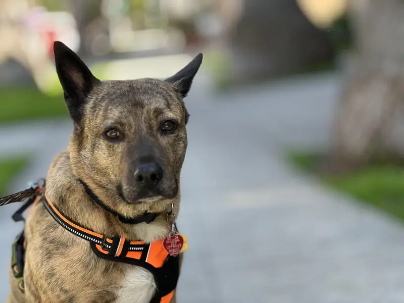 Brindle-and-tan dog in an orange harness, blurred street background, Long Beach dog walker