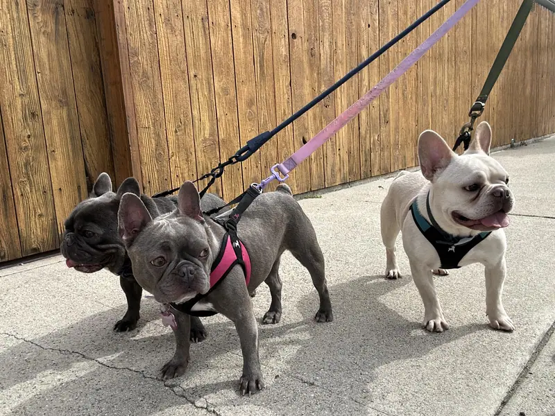 Three dogs on sidewalk leashes: two French bulldogs and a third dog, Long Beach dog walker