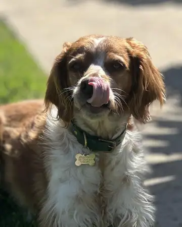 Brown-and-white spaniel-type dog with a bone tag and green collar, tongue out, Long Beach dog walker