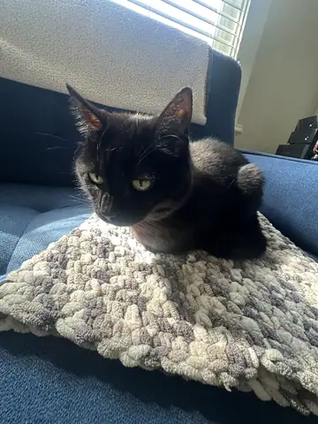 Black cat lying on a knitted blanket on a blue couch, Long Beach dog walker