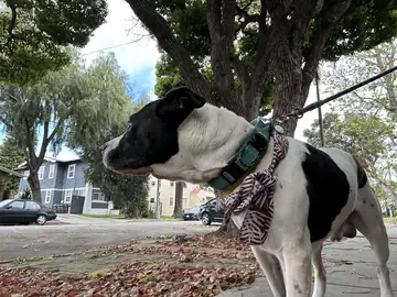 Black-and-white pit bull-type dog in a harness on a street under a tree, Long Beach dog walker
