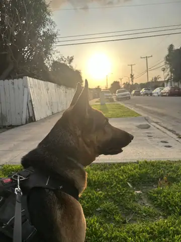 Brown dog in profile against a sunset on a street, Long Beach dog walker