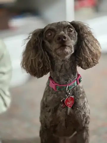 Apricot/gray poodle wearing a pink collar and red heart tag, Long Beach dog walker