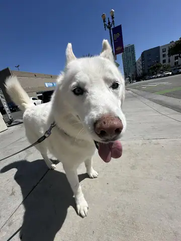 White pit bull-type dog with tongue out on a city sidewalk, Long Beach dog walker