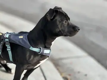 Black dog in a gray harness, in profile on a sidewalk, Long Beach dog walker