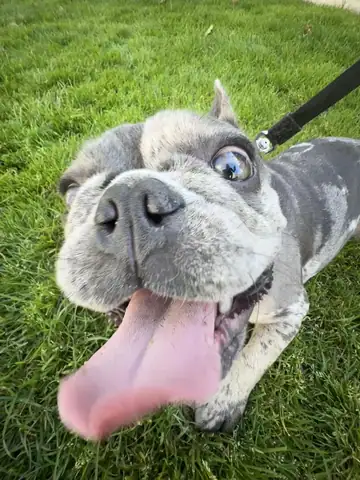 Merle French bulldog-type dog lying on grass with mouth open, Long Beach dog walker
