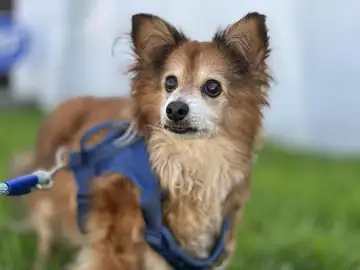Tan Chihuahua/papillon-type dog in a blue harness outdoors, Long Beach dog walker