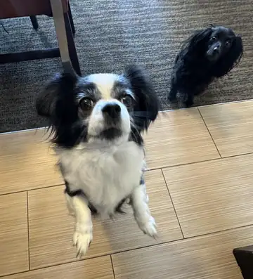Black-and-white small dog standing on a tile floor, Long Beach dog walker