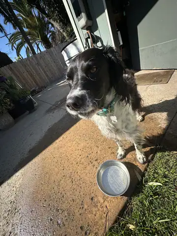 Black-and-white spaniel-type dog standing on a driveway next to a ball, Long Beach dog walker