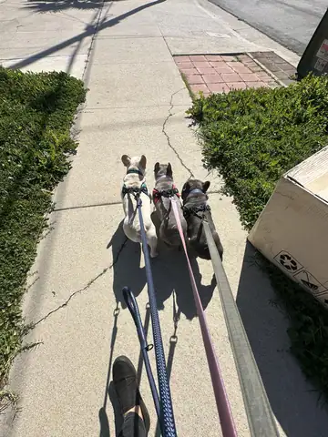 Several small dogs on leashes walking along a sidewalk, Long Beach dog walker