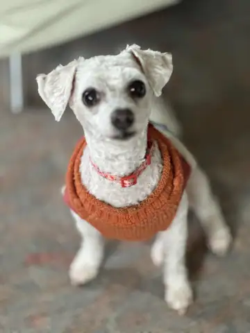 Small white dog in an orange knit sweater standing outdoors, Long Beach dog walker