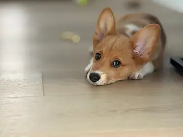 Corgi puppy lying on a wood floor, looking up, Long Beach dog walker
