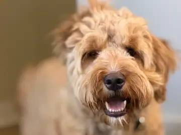 Apricot curly doodle close-up with tongue out, Long Beach dog walker
