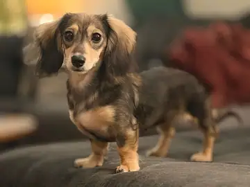 Longhaired brown dachshund standing on a couch, Long Beach dog walker