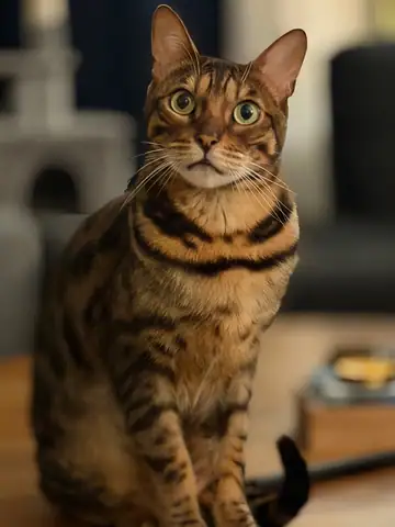 Bengal-type spotted cat sitting, Long Beach dog walker