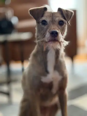 Shaggy brindle terrier-type dog standing indoors, Long Beach dog walker