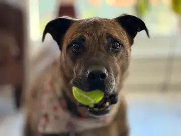 Brindle pit bull-type dog holding a tennis ball in its mouth, Long Beach dog walker