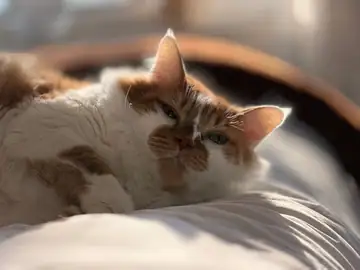 Cream-and-orange tabby cat lying on a cushion, Long Beach dog walker