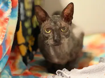 Hairless (Sphynx-type) cat on a patterned blanket, Long Beach dog walker