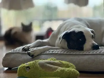 Pug lying on a dog bed next to a cat and a green toy, Long Beach dog walker