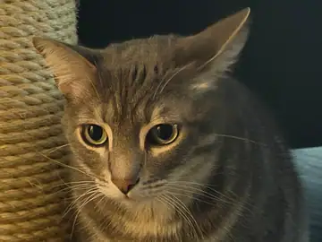 Gray tabby cat close-up beside a scratching post, Long Beach dog walker