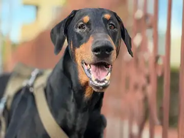 Black-and-tan Doberman panting, outdoors by a brick wall, Long Beach dog walker