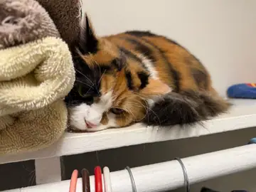 Calico cat sleeping on a folded blanket beside a shelf, Long Beach dog walker