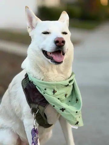 White husky-type dog wearing a green bandana, smiling, Long Beach dog walker