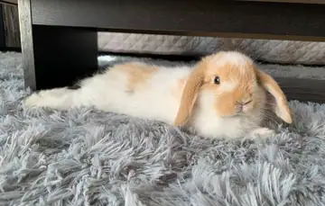 White-and-tan lop-eared rabbit on a gray fluffy blanket, Long Beach dog walker