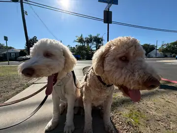 Two apricot doodles on leashes outdoors in sunshine, Long Beach dog walker