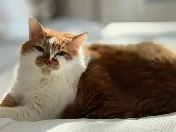 Orange-and-white fluffy cat lying on a blanket, Long Beach dog walker