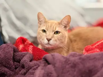 Orange tabby cat on a red blanket, Long Beach dog walker