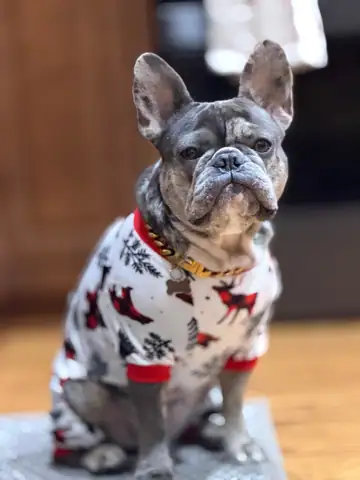 Gray/brindle French bulldog wearing a red-and-white holiday sweater, Long Beach dog walker
