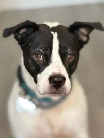 Black-and-white pit bull-type dog with a teal collar, close-up, Long Beach dog walker