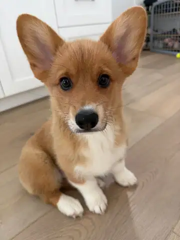 Fawn corgi-type puppy sitting on a wood floor, Long Beach dog walker