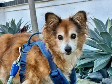 Tan-and-white papillon-type dog in a blue harness outdoors, Long Beach dog walker