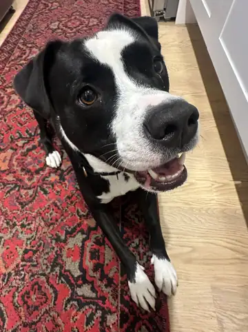 Black-and-white pit bull-type dog with tongue out on a red patterned blanket, Long Beach dog walker