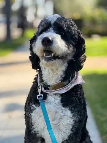 Black-and-white poodle-mix on a blue leash on a sidewalk, Long Beach dog walker
