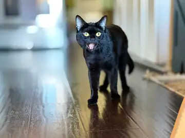 Black cat standing on a wood floor, Long Beach dog walker
