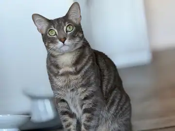 Gray tabby cat sitting, Long Beach dog walker