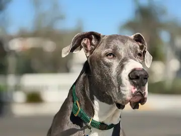 Gray pit bull-type dog with a green collar, Long Beach dog walker