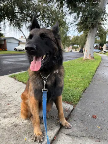 Black-and-tan German shepherd-type dog on a sidewalk with a blue leash, Long Beach dog walker