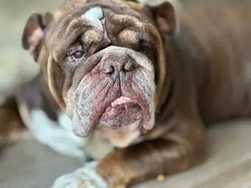 Brindle-and-fawn English bulldog lying outdoors, Long Beach dog walker