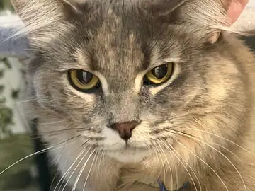 Long-haired gray cat, close-up, Long Beach dog walker