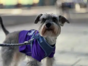 Schnauzer-type dog in a purple coat and harness on a sidewalk, Long Beach dog walker