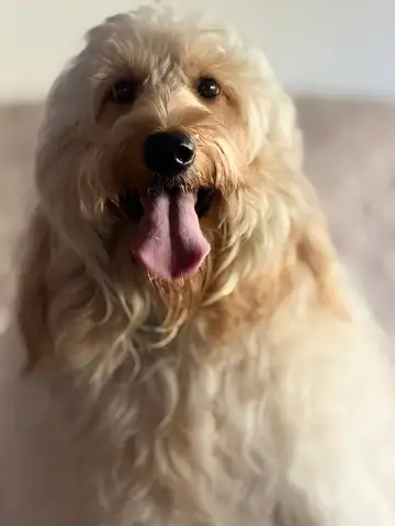 Cream doodle close-up with tongue out, Long Beach dog walker