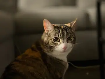 Brown tabby cat lying on a sofa, Long Beach dog walker
