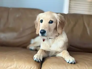 Cream golden retriever lying on a leather couch, Long Beach dog walker